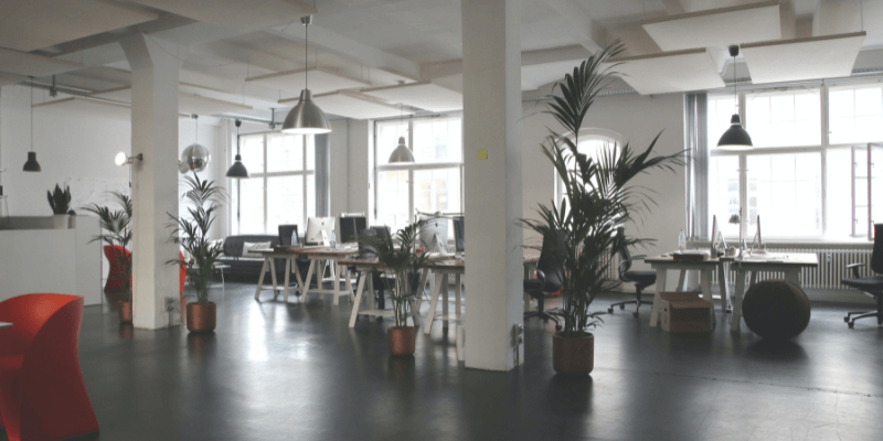 Office Plants