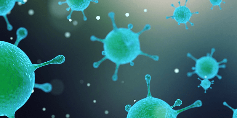 bacteria